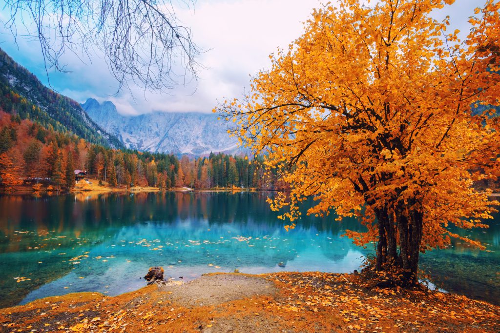 Landschaftsaufnahme mit starkem Kontrast, Baum mit orange gefärbten Blättern und im Hintergrund kristallklarer blauer See und Berglandschaft.
