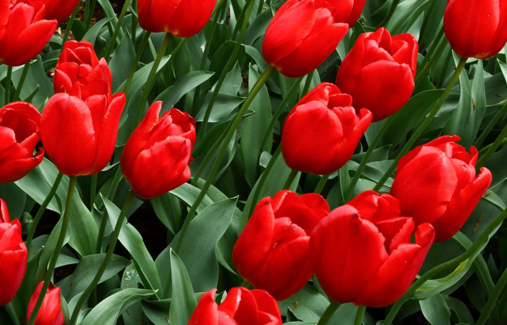 Rote Tulpen, die dicht nebeneinander stehen